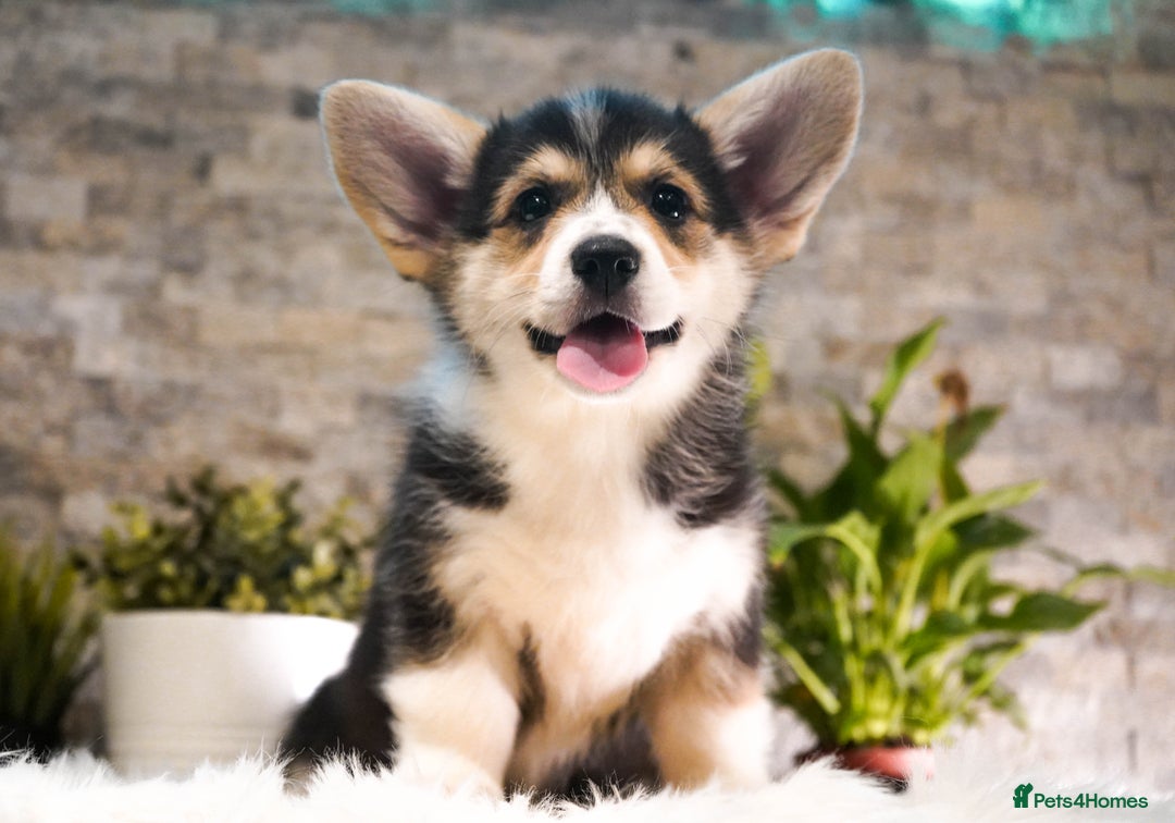 Welsh Corgi Pembroke dogs for sale: Welsh Corgi (Pembroke) - Advert 4