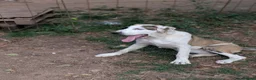 Mixed Breed dogs for adoption: Bop is looking for a family  in Brighton - Advert 4