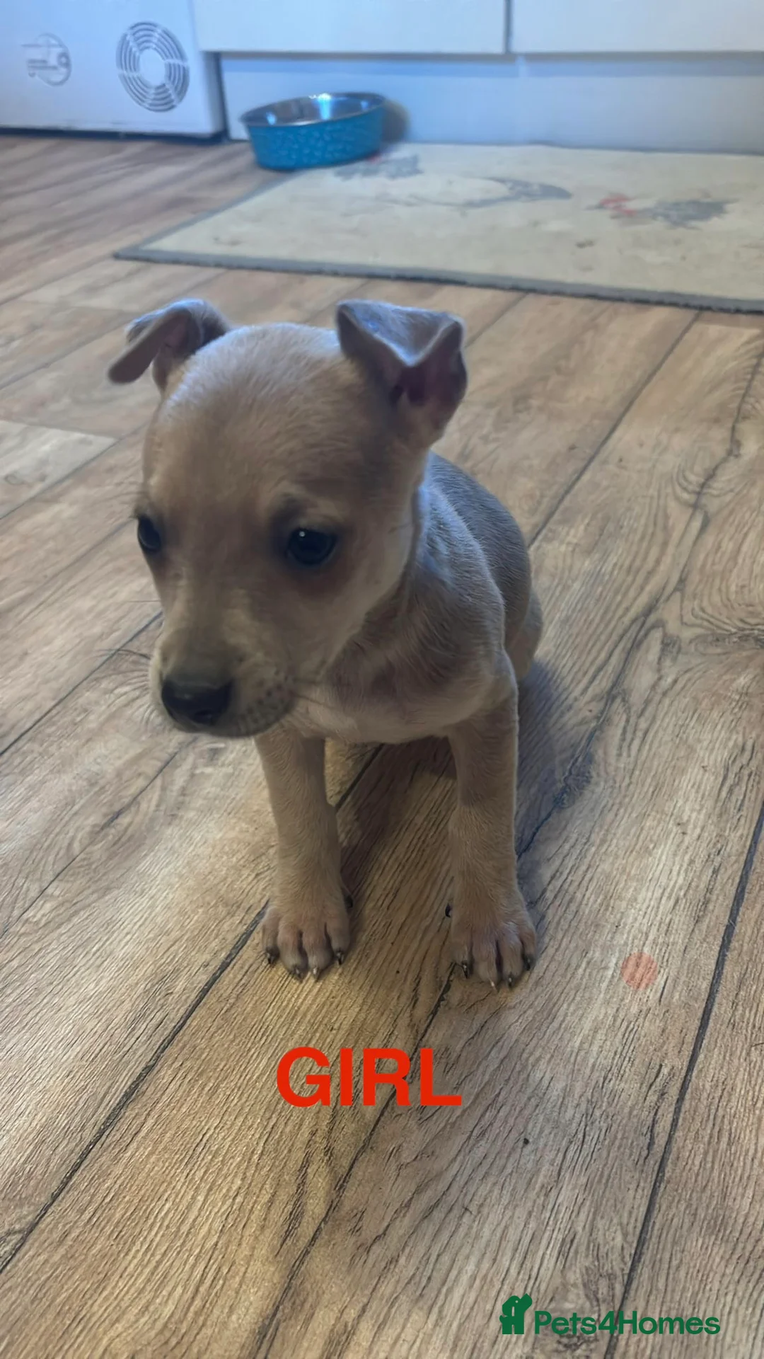 Mixed Breed dogs for sale: Chihuahua cross whippet puppies  - Advert 10