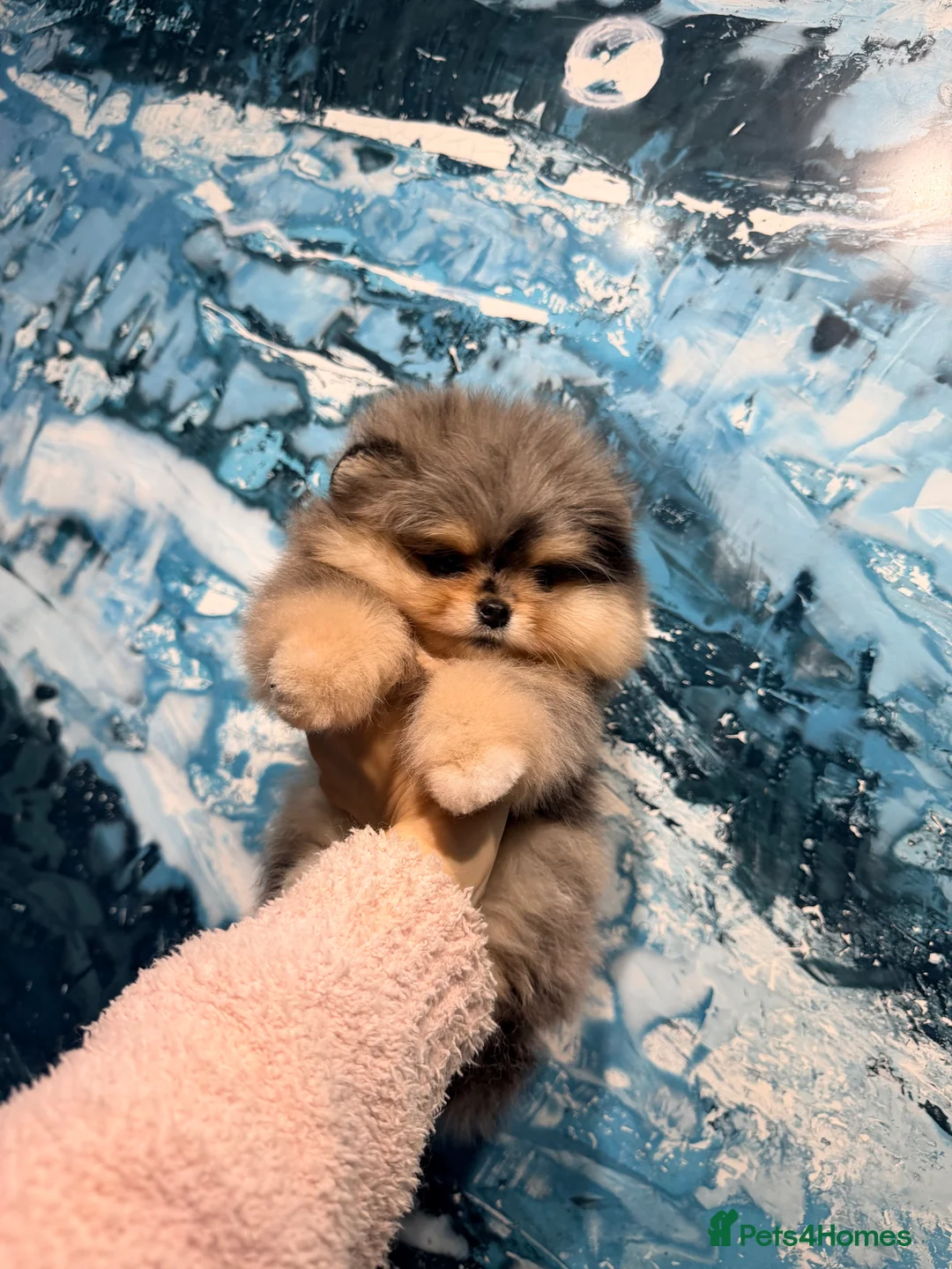 Pomeranian dogs for sale: Beautiful Pomeranian Girl - Advert 11