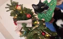 British Shorthair cats for sale: Lola Bear - Image 2
