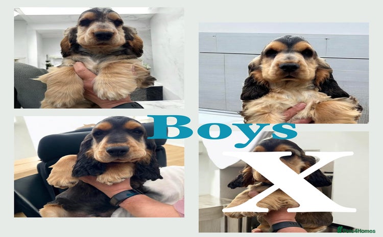 Cocker Spaniel dogs in Gainsborough - Advert 8