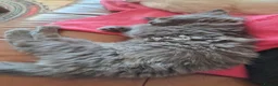 Maine Coon cats for sale: Maine coon cross ragdoll kittens - Advert 6