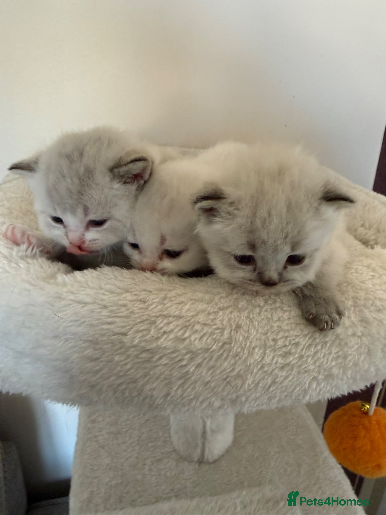 British Shorthair cats for sale: British Shorthair kittens - Advert 22