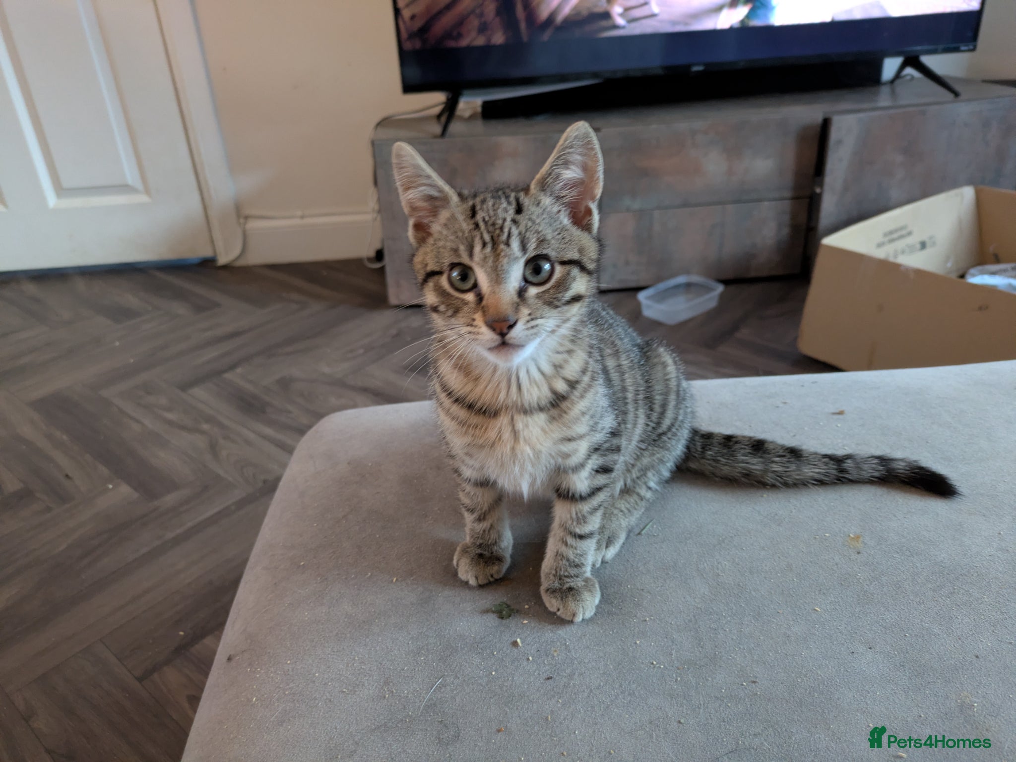 Bengal cats for sale: 3/4 BENGAL - READY TO GO!  - Advert 8