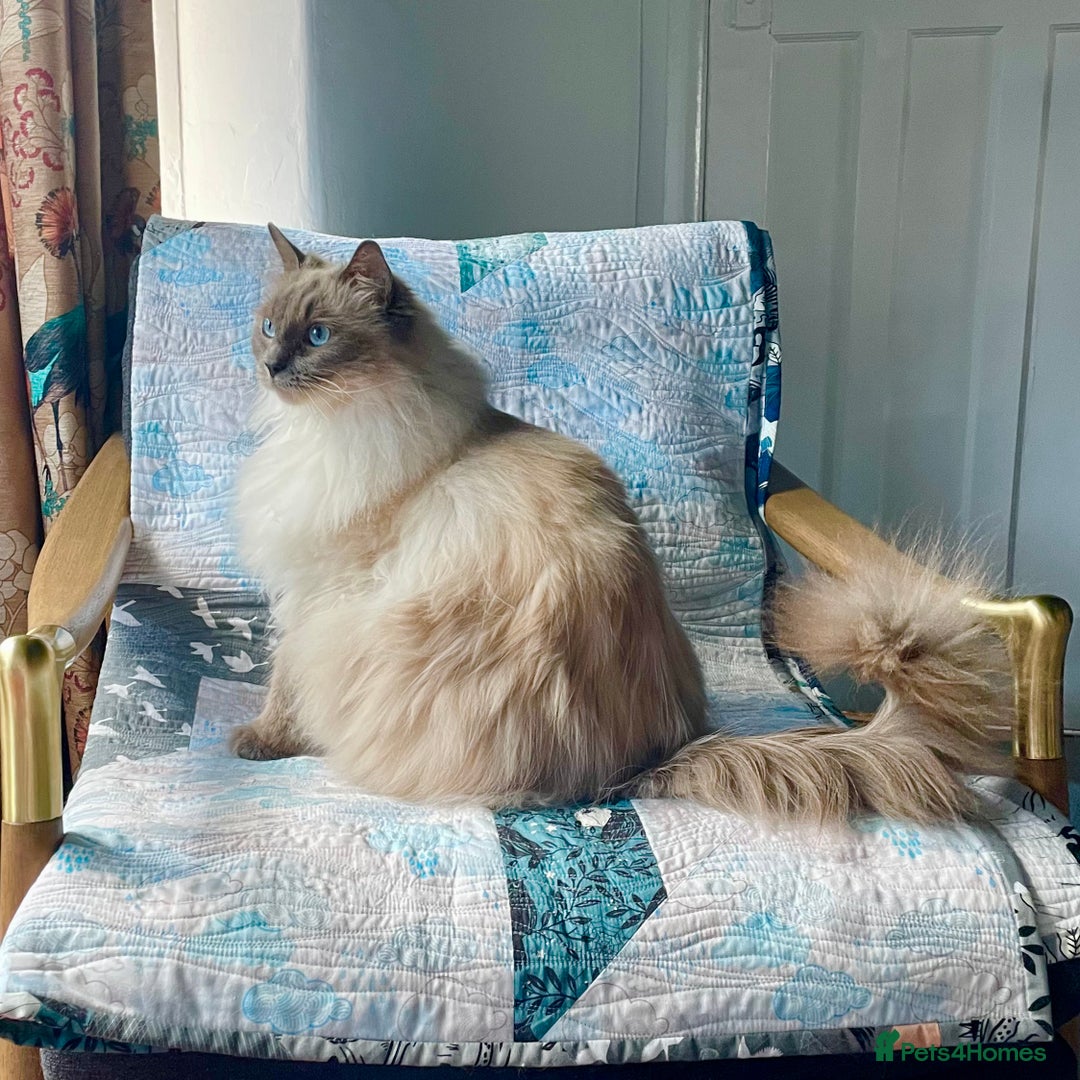 Ragdoll cats for sale: Rehoming our beautiful girl  - Image 4