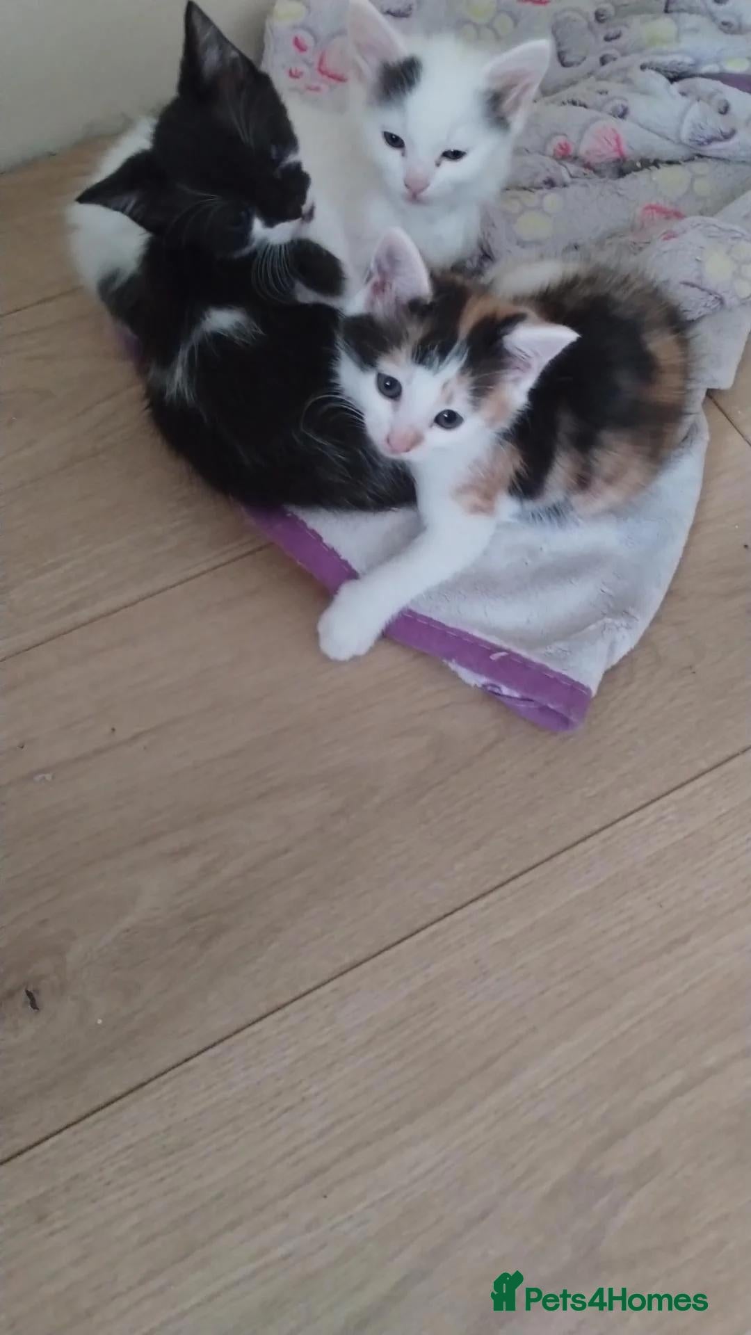 Mixed Breed cats Beautiful fluffy kittens - Advert 2