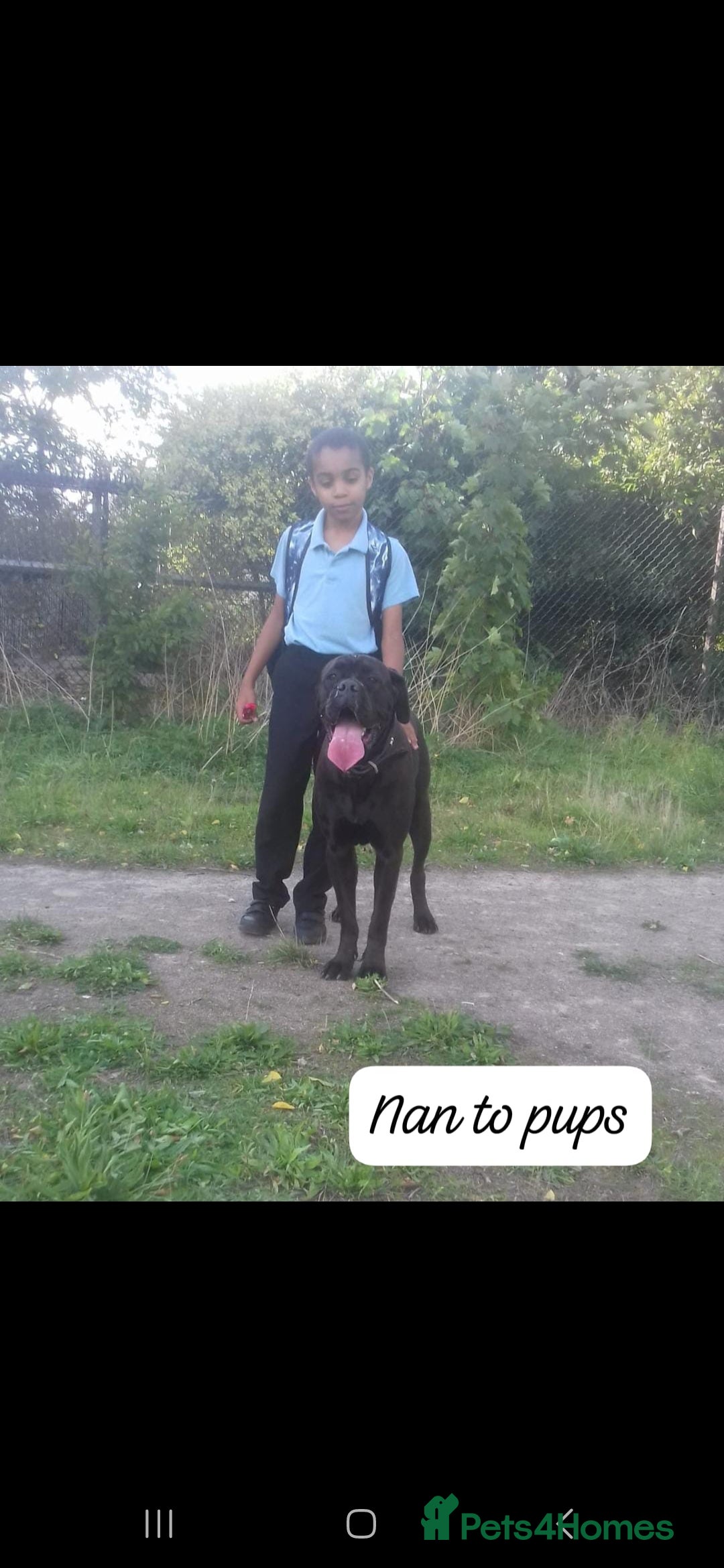 Mixed Breed dogs for sale: Beautiful Molesser Mastiff pups - Image 17