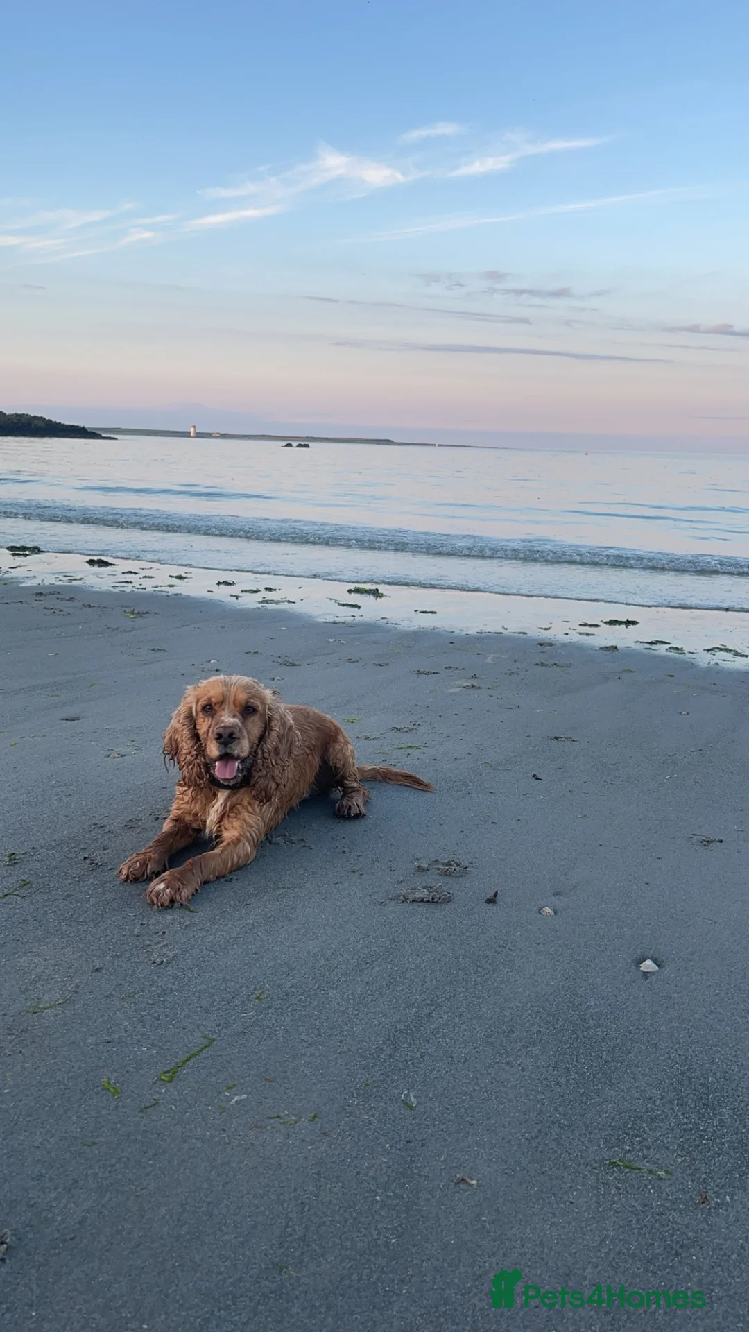 Cocker Spaniel dogs for stud: Golden Cocker Spaniel Available For Stud in Ballynahinch - Advert 2
