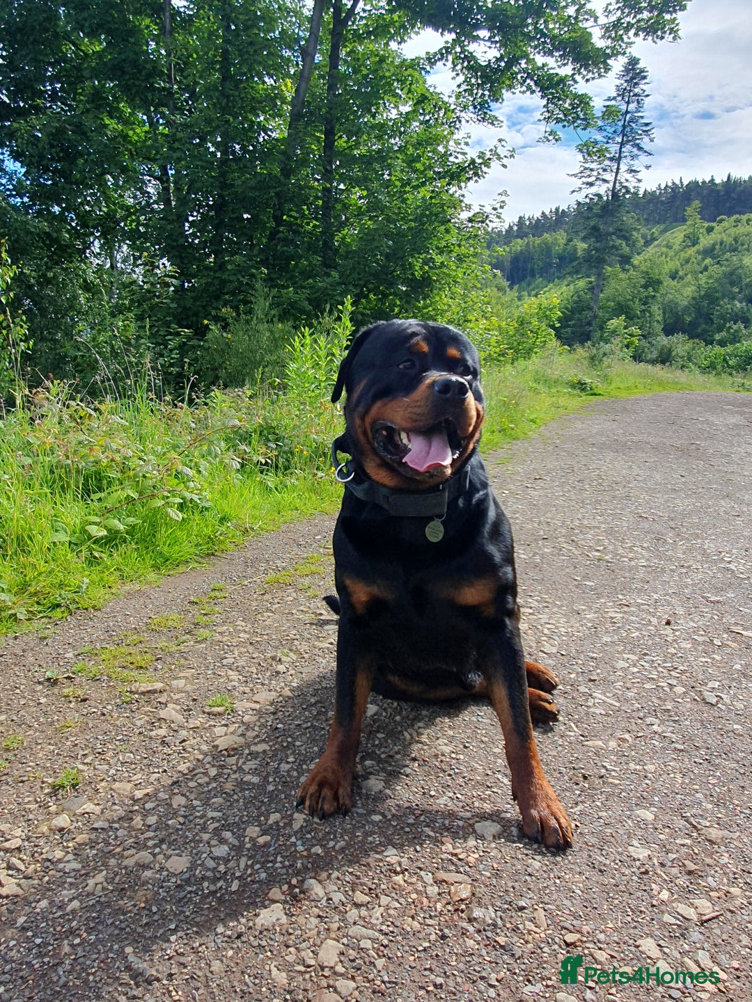 Rottweiler dogs for stud: Dexter  in Guisborough - Advert 9