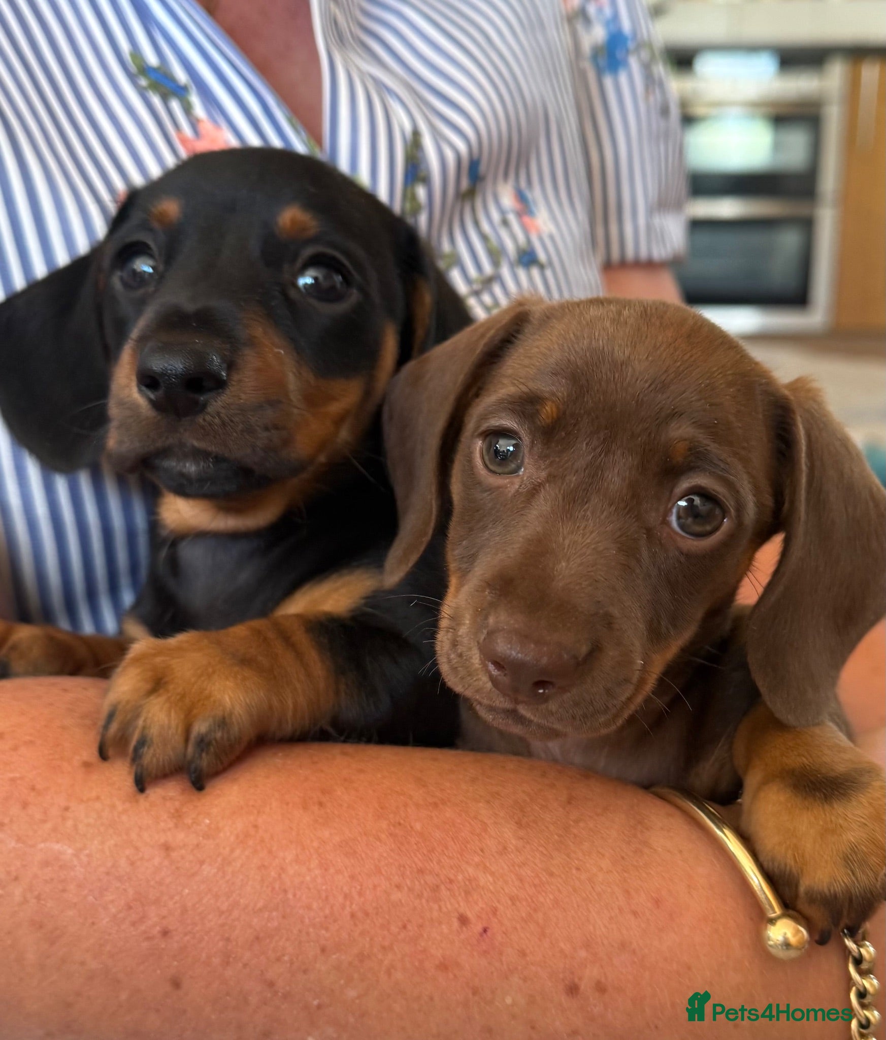 Miniature Dachshund dogs STUNNING SMOOTH HAIR MINI DACHSHUND PUPPIES  - Advert 2