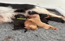 Cavapoo dogs for sale: F1 cavapoo puppies heath tested  - Image 21