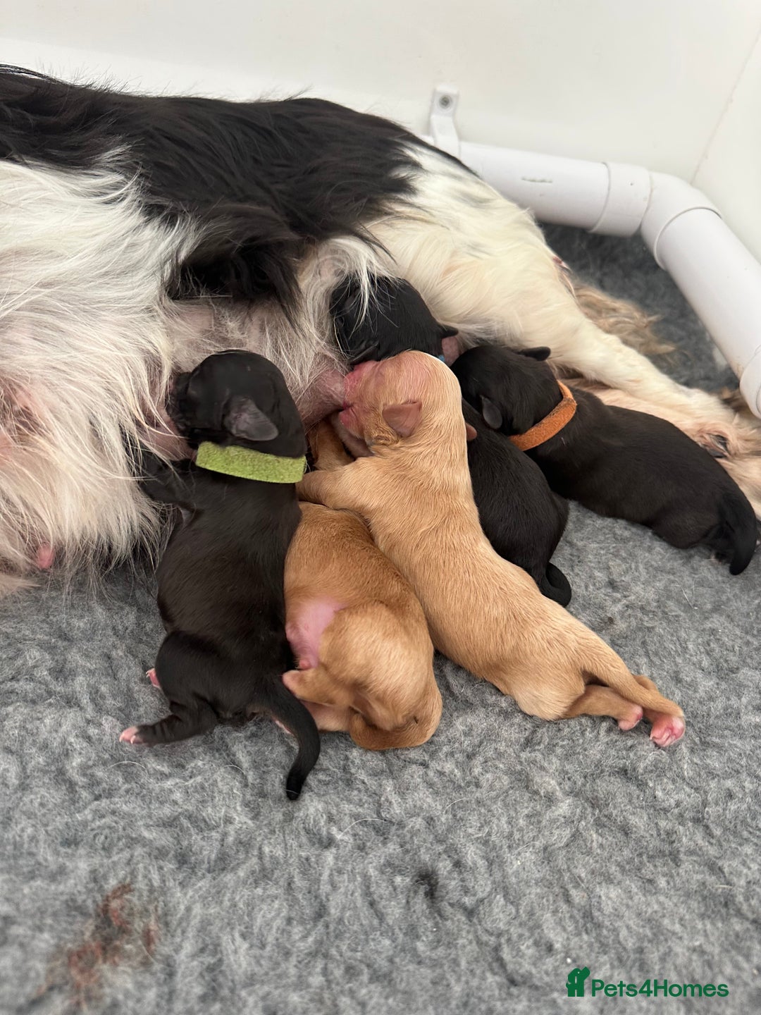 Cavapoo dogs for sale: F1 cavapoo puppies heath tested  - Image 21