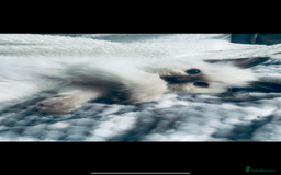 Ragdoll cats for stud: 🩵stormzy boy 🩵 - Image 5