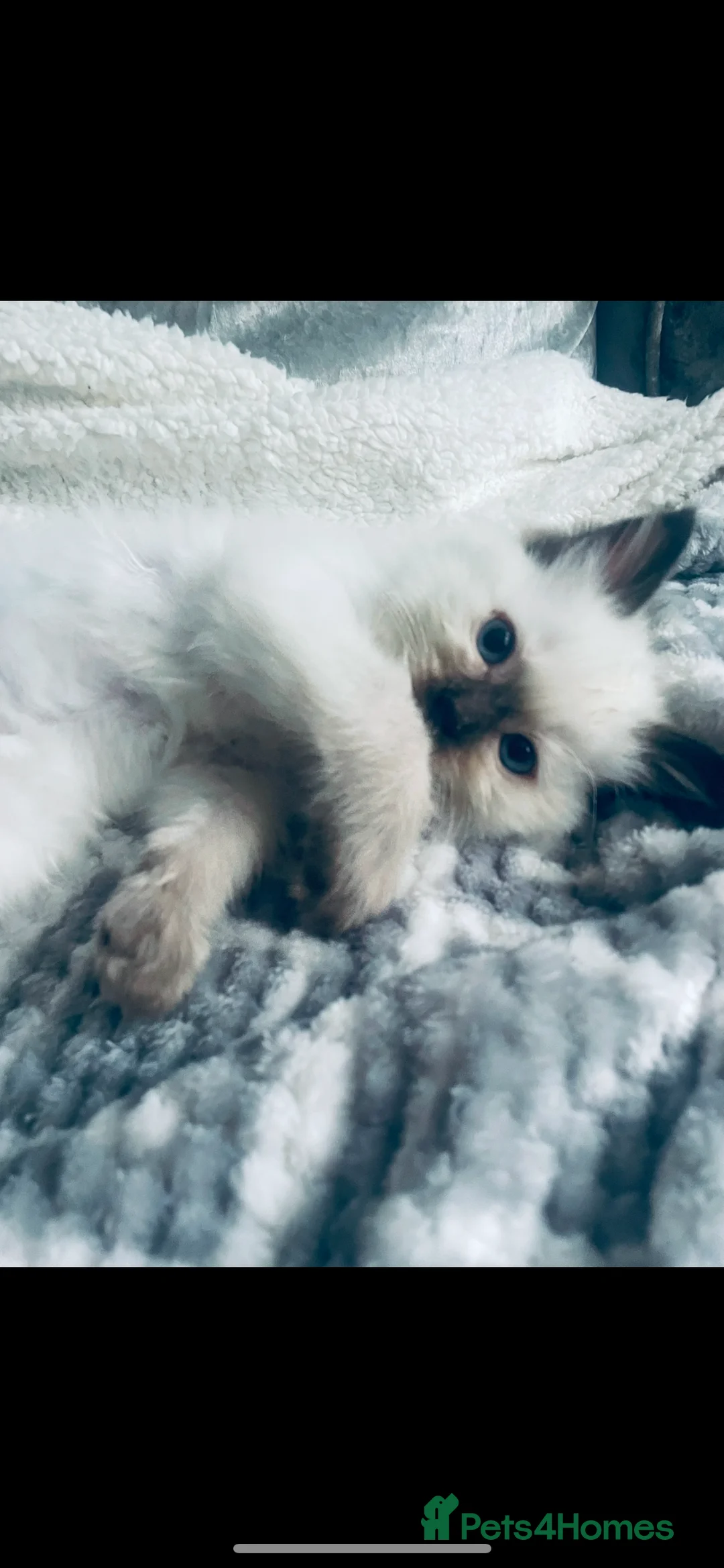 Ragdoll cats for stud: 🩵stormzy boy 🩵 - Advert 5