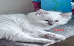 Ragdoll cats for sale: 🥰 Beautiful Radoll Kittens 😍 - Image 16