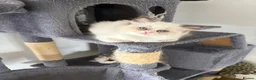 Ragdoll cats for sale: 100% Fully Traceable ragdoll kitten for sale - Advert 9