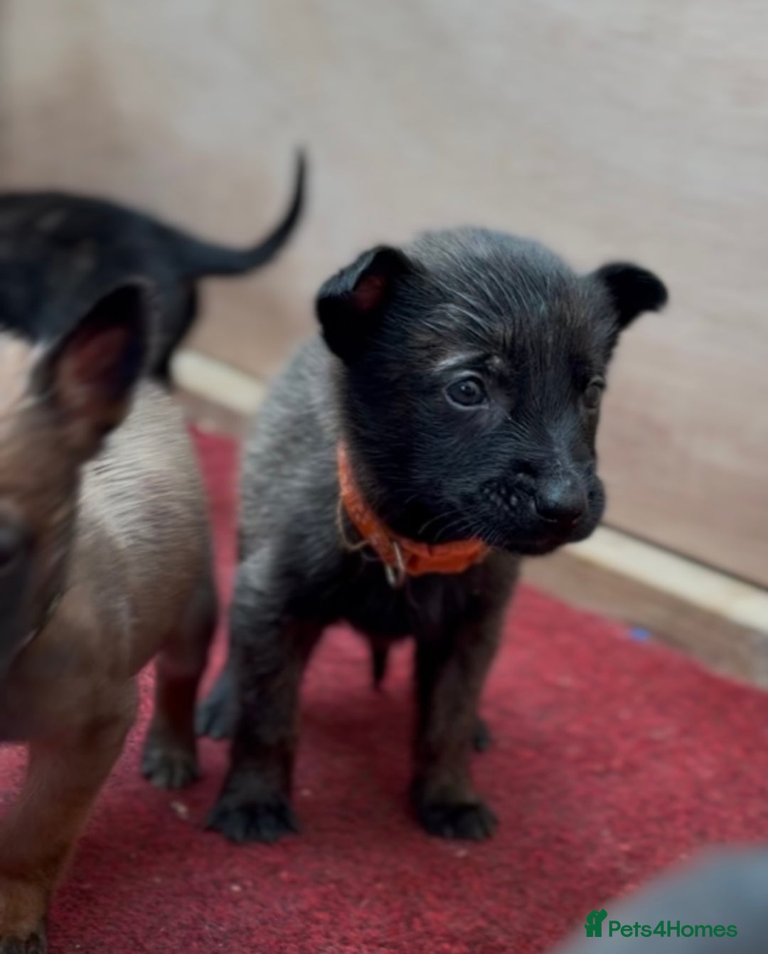 Mixed Breed dogs for sale: Dutch Malinois Puppies- Ready 13/12/2025 - Advert 11
