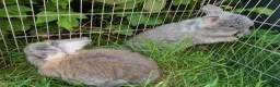 Angora rabbits for sale: Tame Angora Rabbits - Advert 2