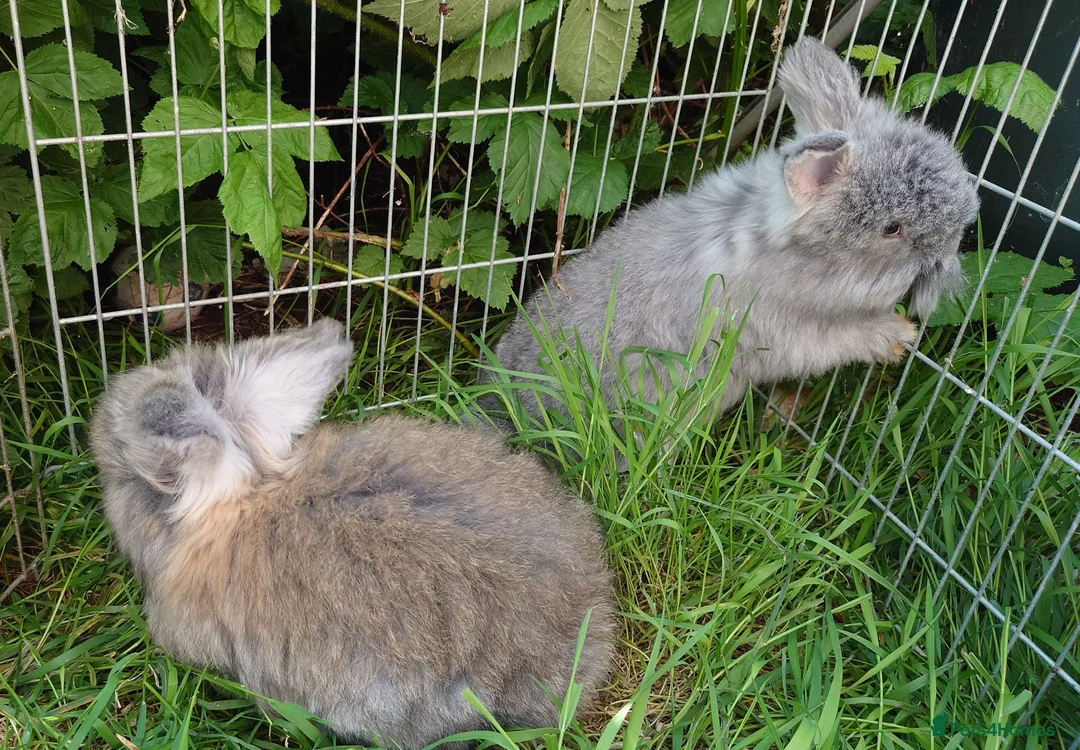 Angora rabbits for sale: Tame Angora Rabbits - Advert 2