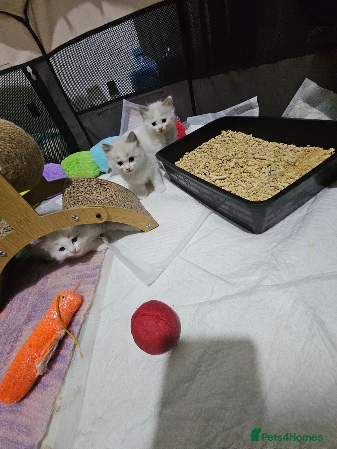 Ragdoll cats for sale: 🐱Kittens Ragdoll Bicolor. 3 Boys and 2 Girls  - Advert 17