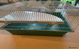 Hamster rodents for sale: Pets at home cage and wheel - Image 6