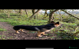German Shepherd dogs for stud: Kc Reg fully health tested German Shepherd Stud  in Welshpool - Image 10