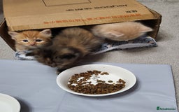 Ragdoll cats for sale: Beautiful Ragdoll Kittens  - Image 29