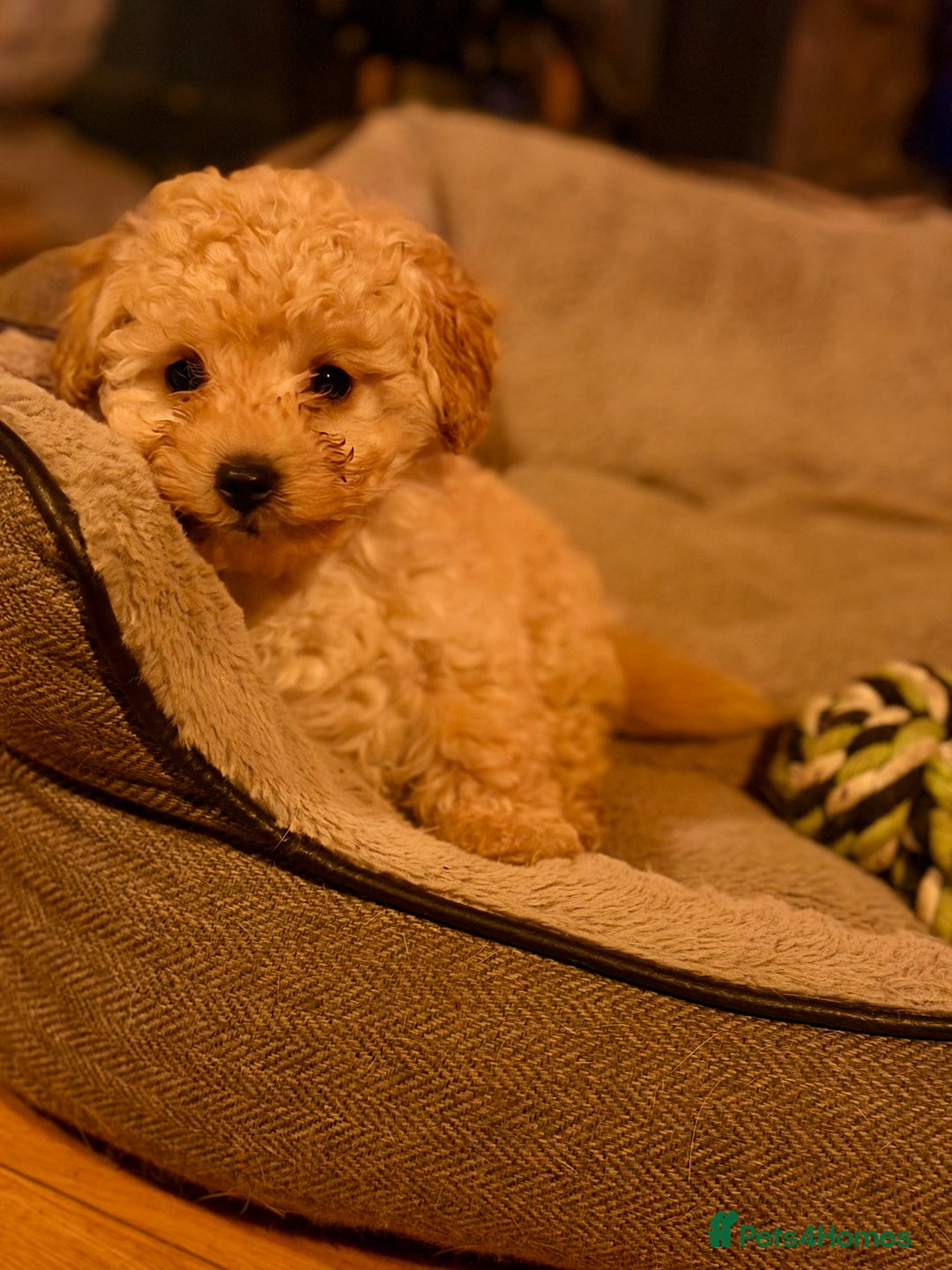 Toy Poodle dogs for sale: Toy Poodle puppy - Advert 1