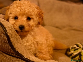 Toy Poodle dogs Toy Poodle puppy - Advert 17