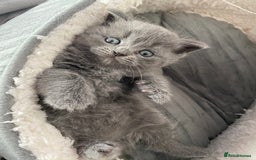British Shorthair cats for sale: Beautiful litter of baby blues ready  - Image 2