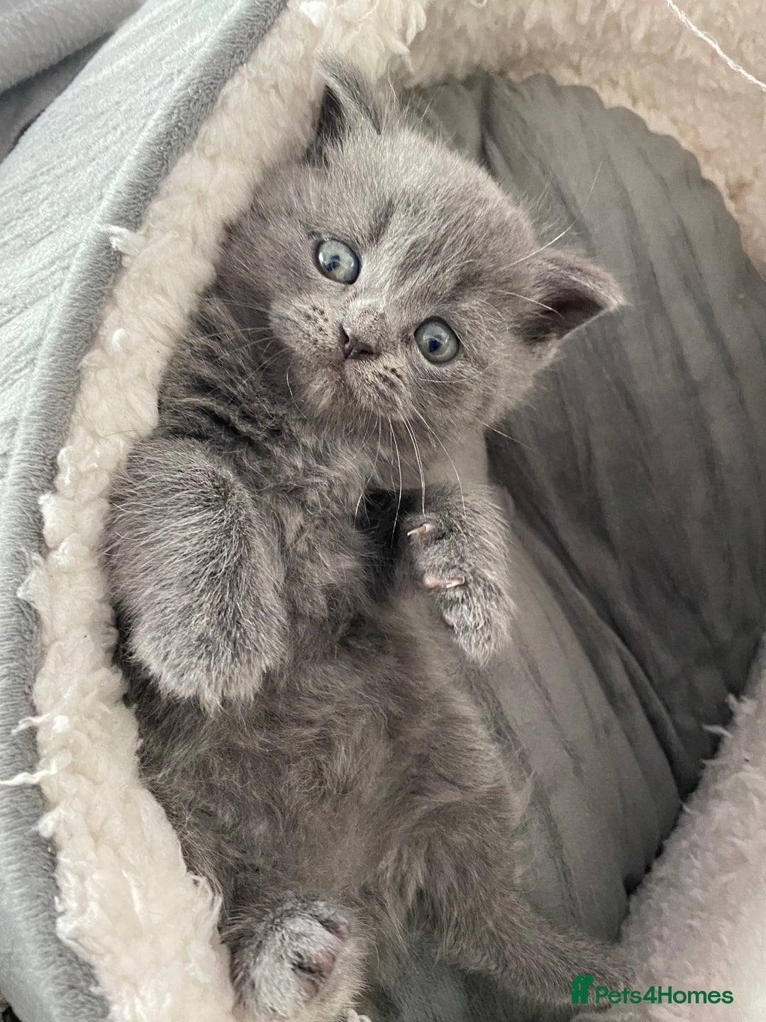 British Shorthair cats for sale: Beautiful litter of baby blues ready  - Image 2