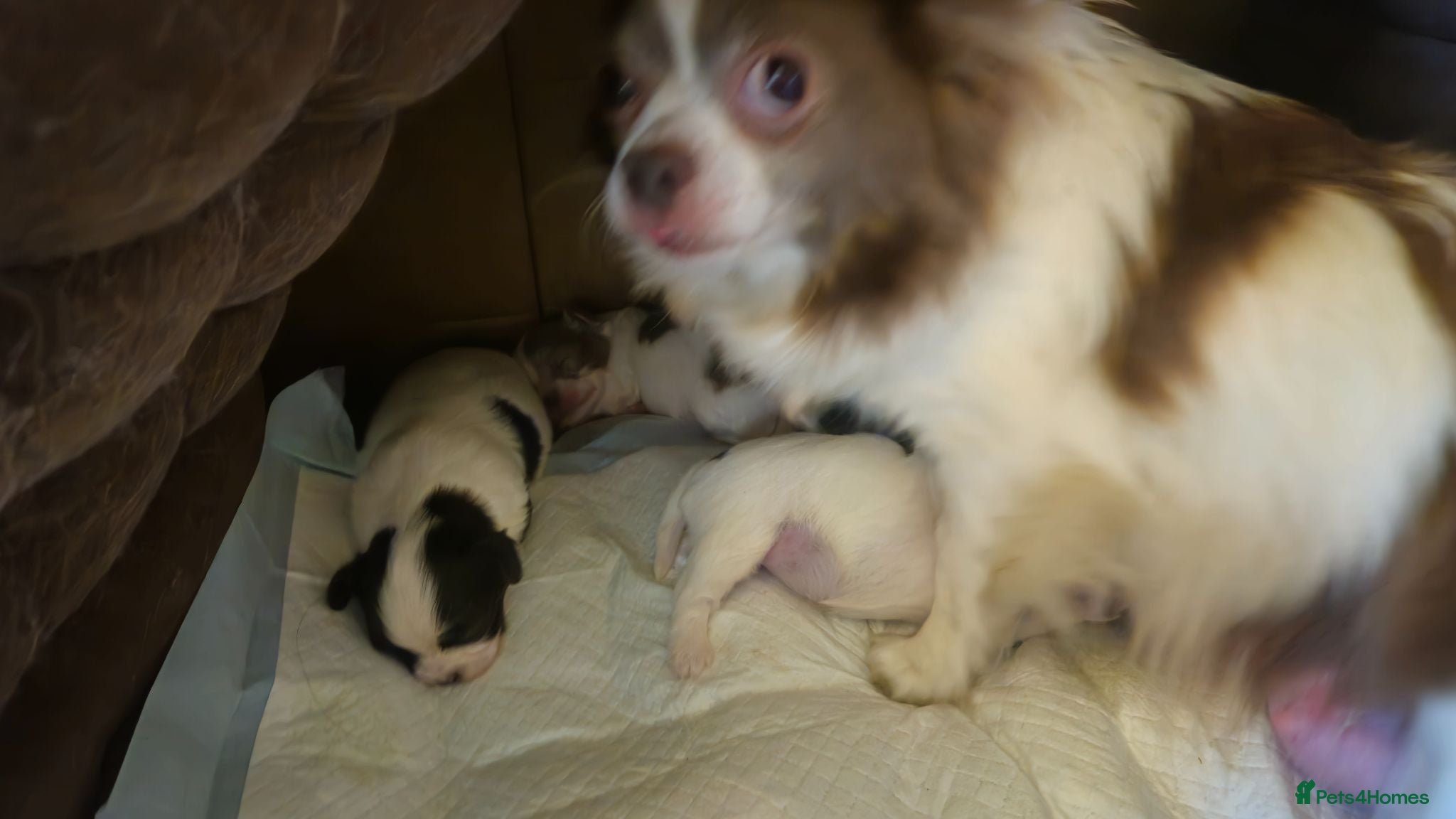 Chihuahua dogs Full pedigree long coat chihuahua lilac/chocolate - Advert 1