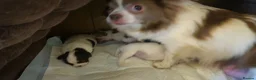 Chihuahua dogs for sale: Full pedigree long coat chihuahua lilac/chocolate - Advert 7