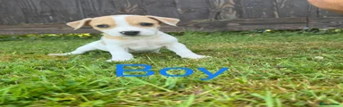Mixed Breed Puppy 6