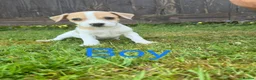 Mixed Breed dogs for sale: Jack Russell X Norfolk Terrier Puppies  in Dereham - Advert 6