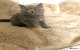 British Shorthair cats for sale: Beautiful Pure bred British shorthair kittens - Image 11