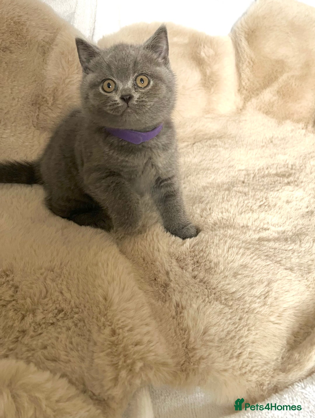 British Shorthair cats for sale: Beautiful Pure bred British shorthair kittens - Image 11