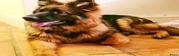 German Shepherd dogs for sale: Male German Shepherd - Reluctant Rehoming in Bristol - Advert 8
