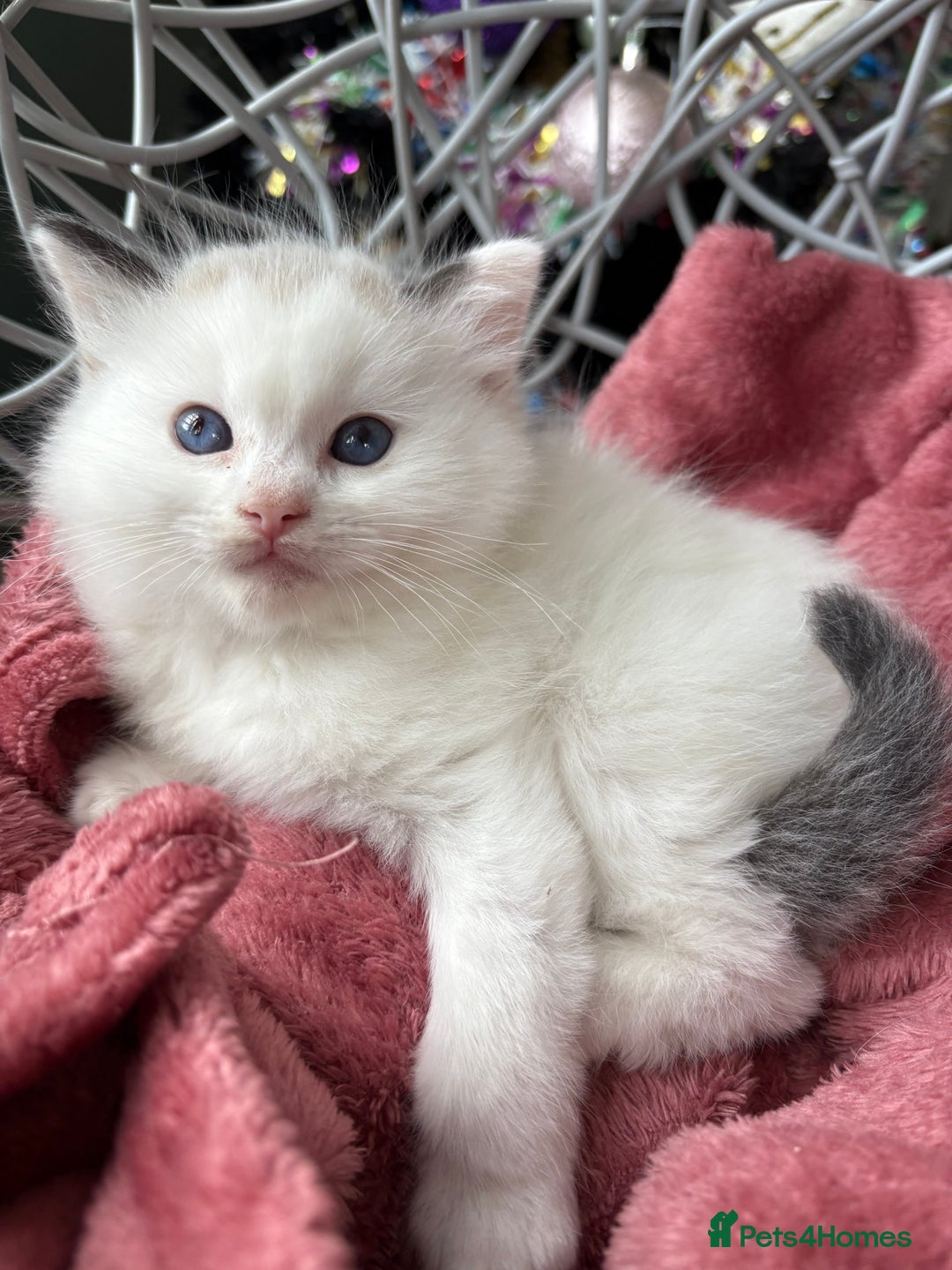 Ragdoll cats for sale: TICA Pedigree Bicolour Ragdoll kittens - Advert 12