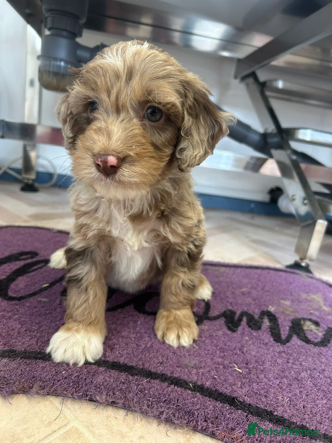 Cockapoo dogs for sale: Cockapoo puppies  - Advert 14