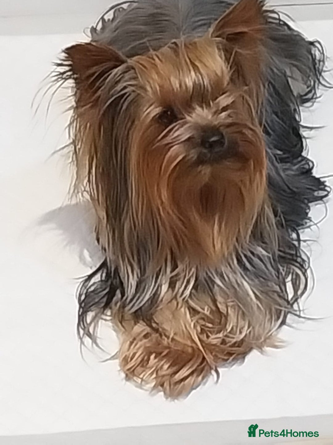 Yorkshire Terrier dogs for stud: KC registered Yorkshire Terrier Stud dog  in Manchester - Advert 8