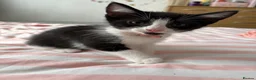 Mixed Breed cats for sale: 2 Male and 2Female kittens  in Hayes - Advert 2