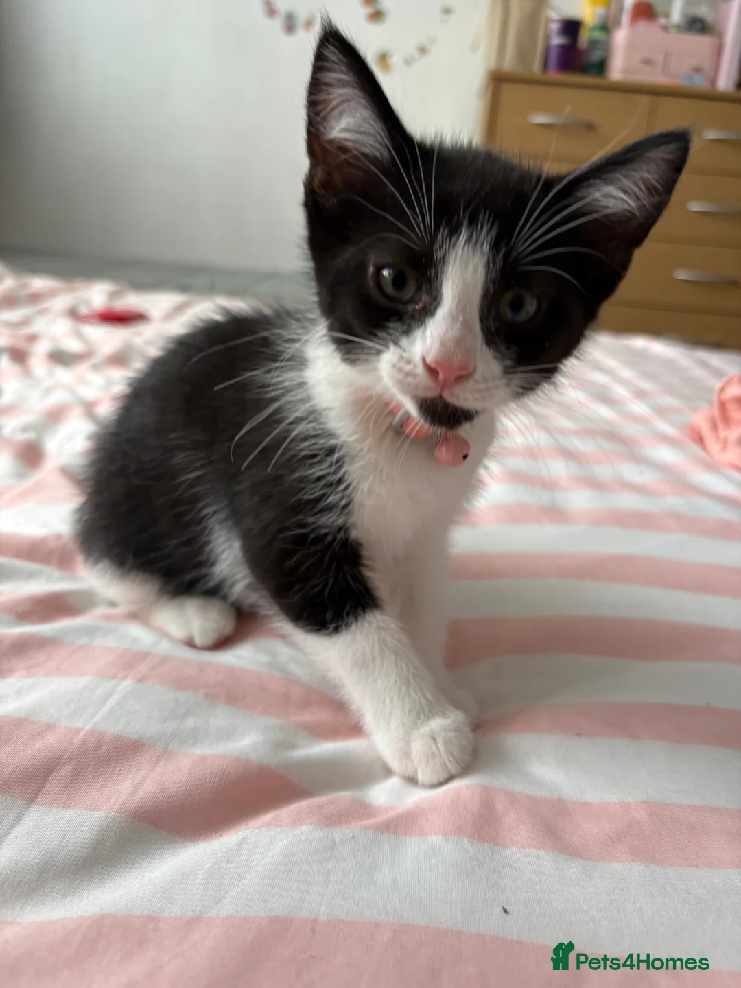 Mixed Breed cats for sale: 2 Male and 2Female kittens  in Hayes - Advert 2