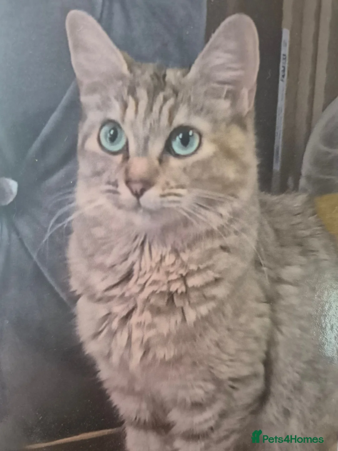 Mixed Breed cats for sale: Half maincoon and half domestic  in London - Advert 12