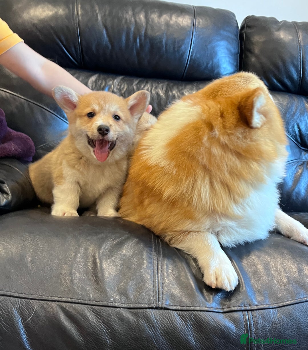 Welsh Corgi Pembroke dogs for sale: KC registered puppies 🐶  - Image 1