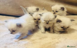 Ragdoll cats for sale: Cute & Gorgeous Purebred Bluepoint Ragdoll Kittens - Image 5