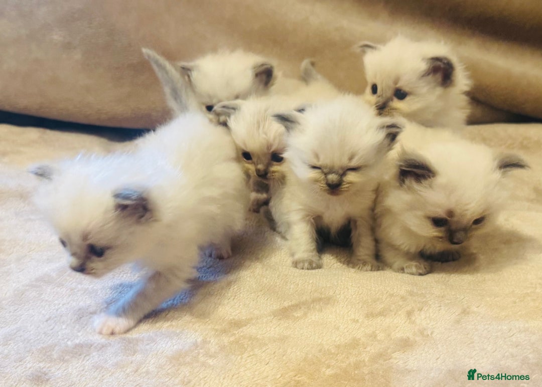 Ragdoll cats for sale: Cute & Gorgeous Purebred Bluepoint Ragdoll Kittens - Image 5