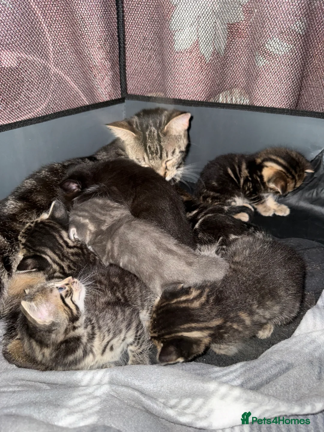 Mixed Breed cats for sale: Beautiful kittens of marble and striped colors - Advert 1