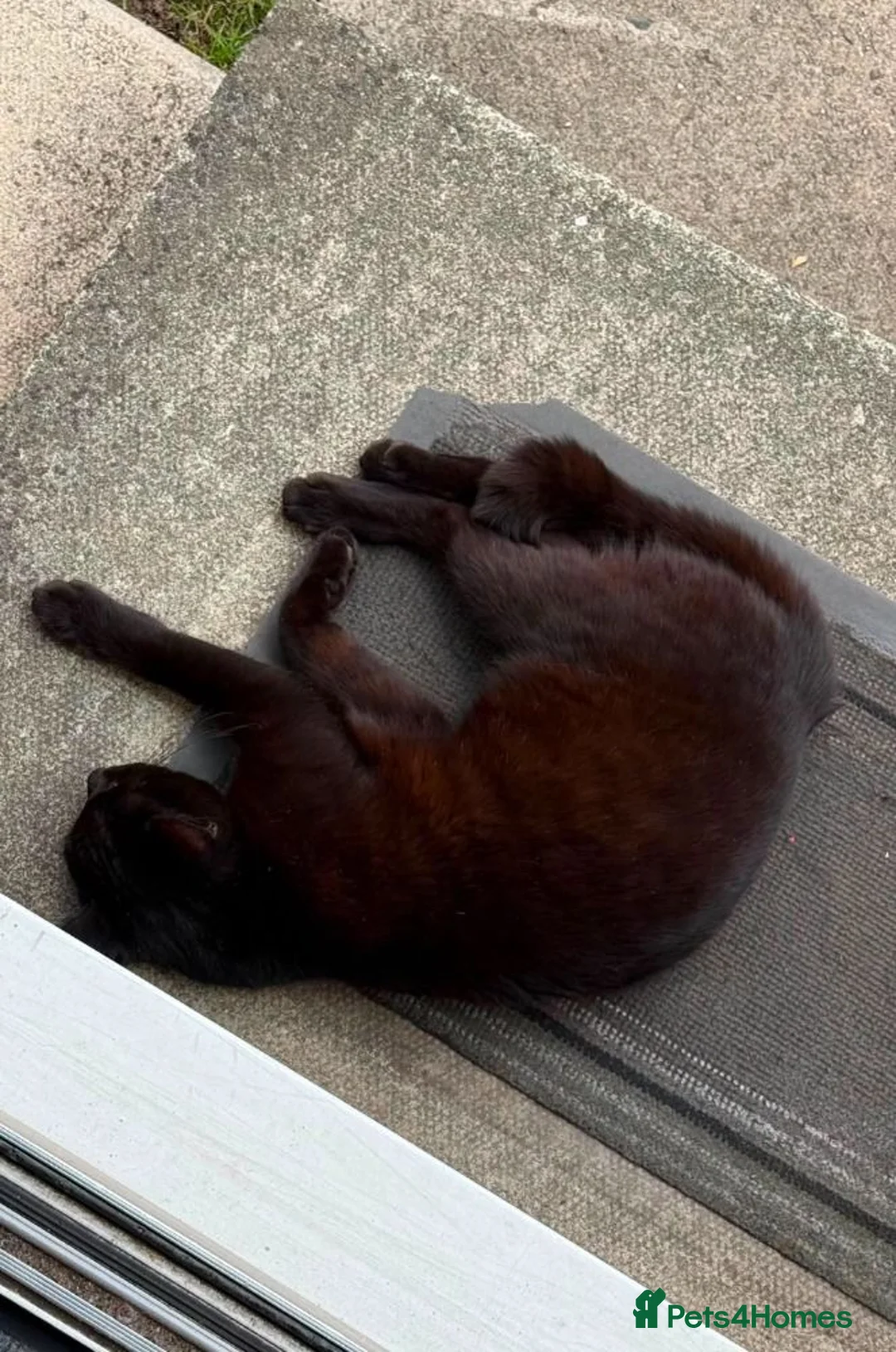 Mixed Breed cats for sale: Loving Black Female Cat Looking for a Home in Liverpool - Advert 2
